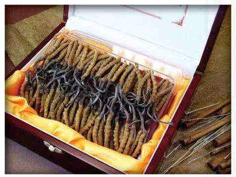 东胜冬虫夏草回收